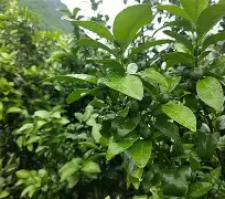 阿雅克肖力挫梢，势不可挡向前迈进